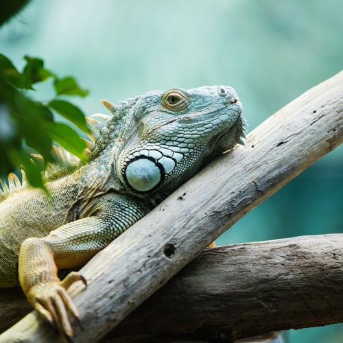 Green iguana climbing on a branch in the lush greenery, close-up